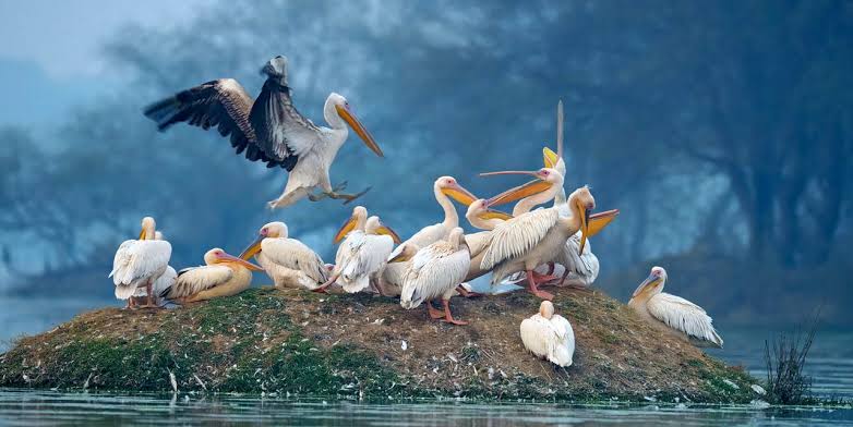 Adventure Bharatpur Bird Sanctuary